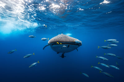 poster-print-under-the-waves
