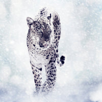 9-piece-acrylic-print-photo-wallaper-the-leopard