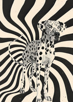 aluminium-print-the-dalmatian