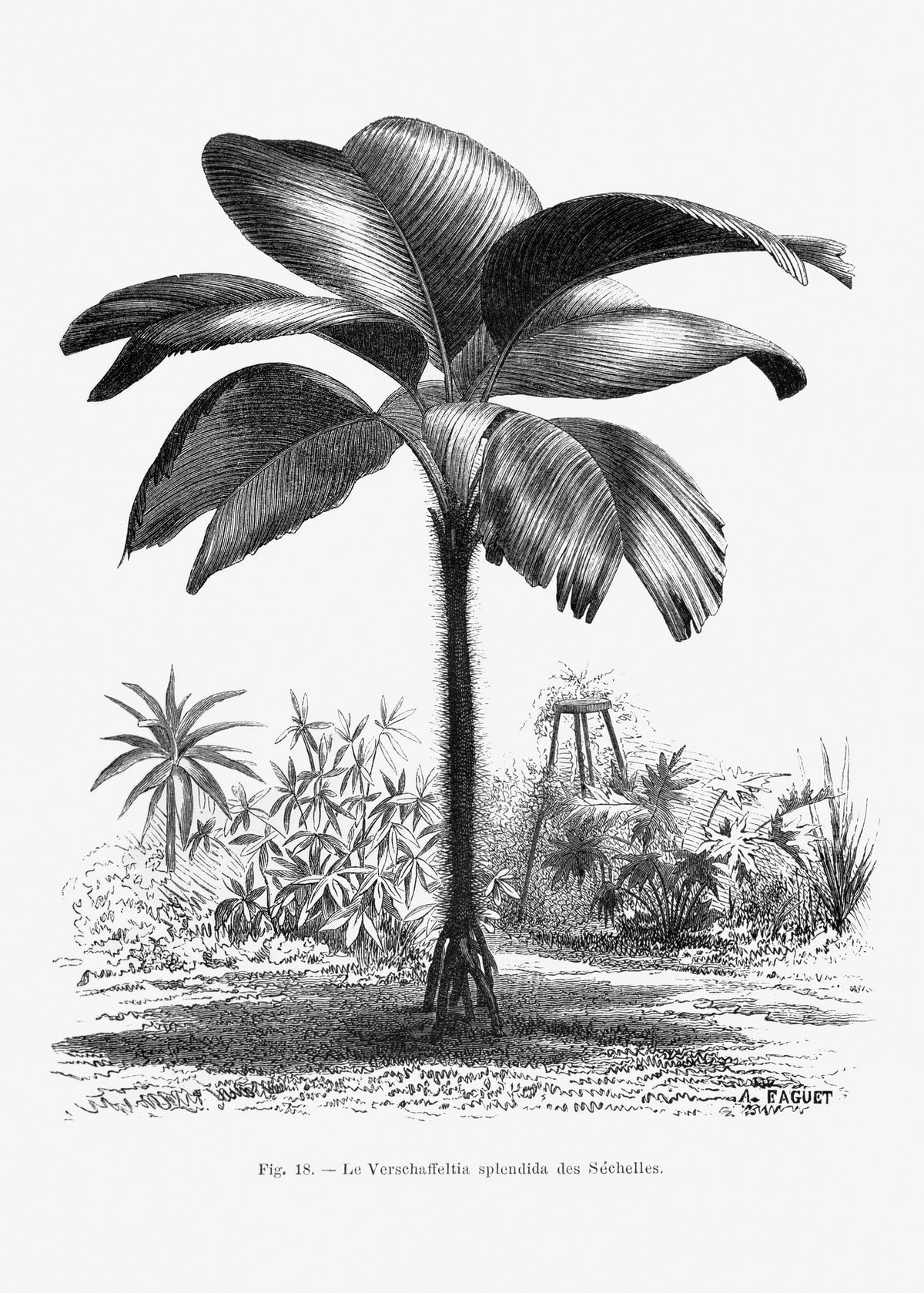 framedposter-print-vintage-palm-tree-drawing-iii