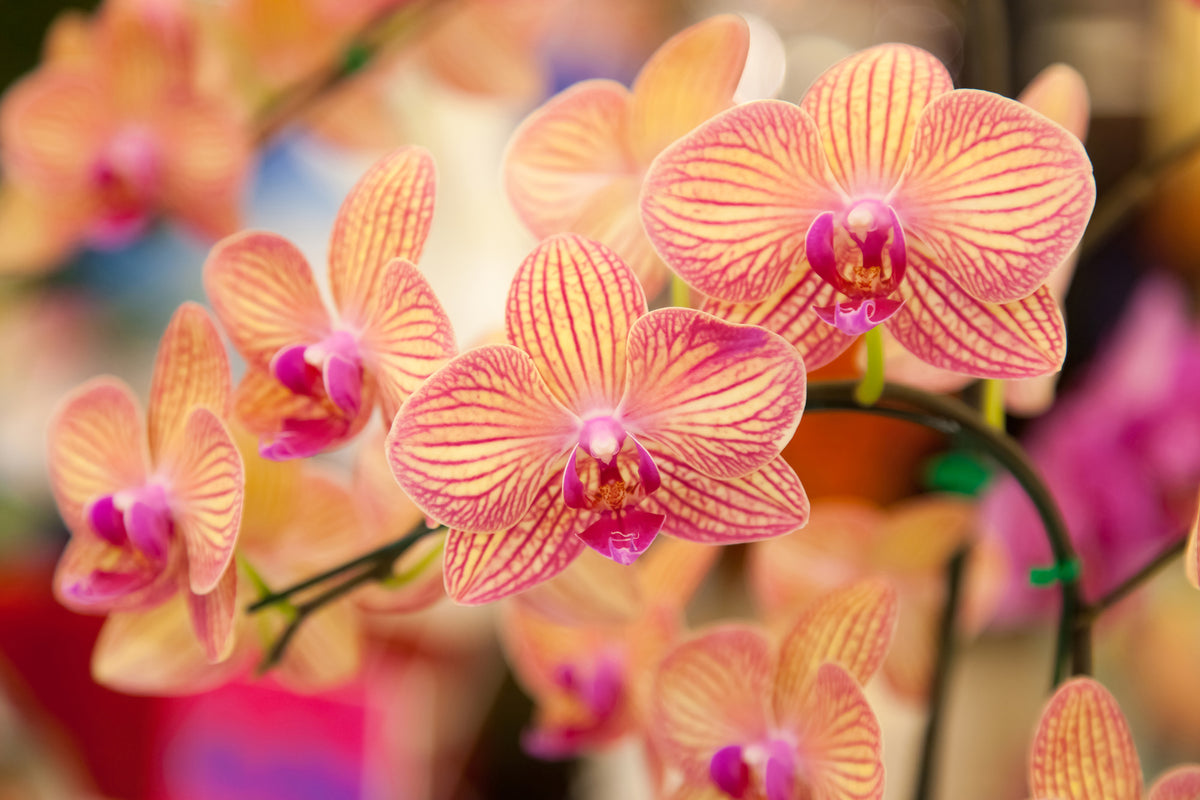 framedcanvas-print-exotic-orchids