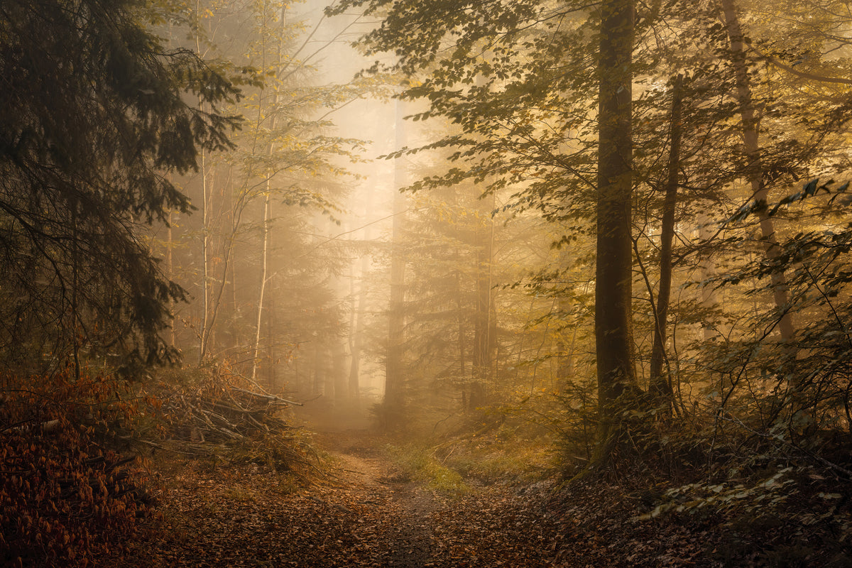 aluminium-print-autumnal-woodland