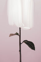 framedcanvas-print-peony-19