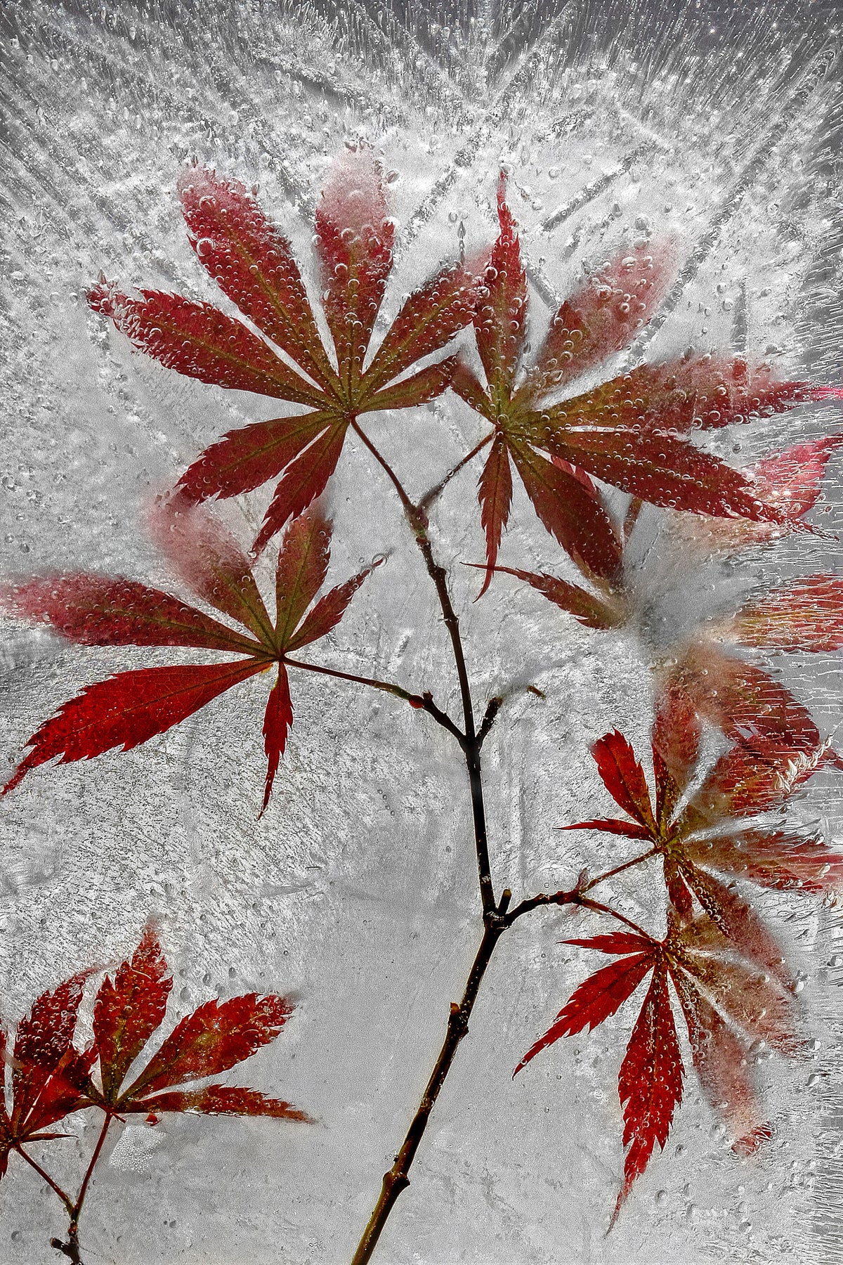 canvas-print-red-maple-x