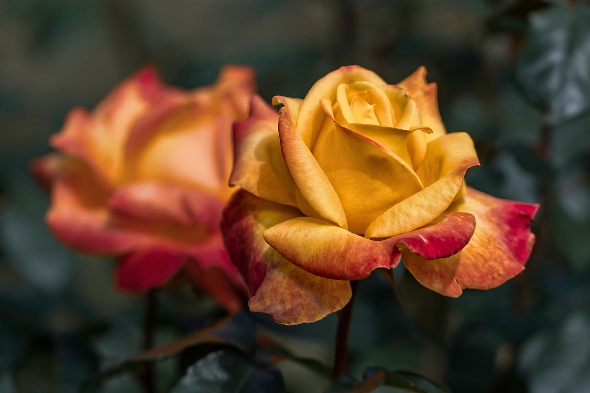 framedcanvas-print-the-rose-in-the-garden