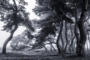 canvas-print-pine-trees-dancing-in-the-fog-x