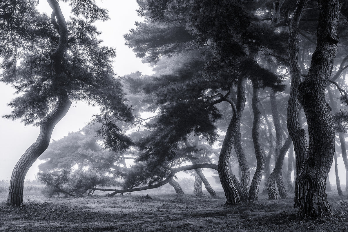 canvas-print-pine-trees-dancing-in-the-fog-x