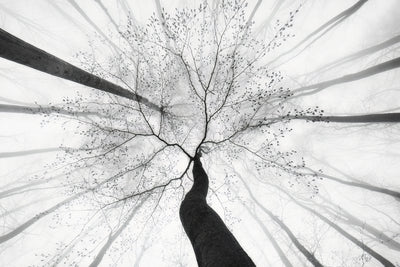 poster-print-spring-visit-to-the-forest