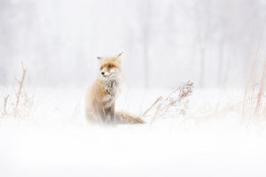 framedcanvas-print-waiting-xys