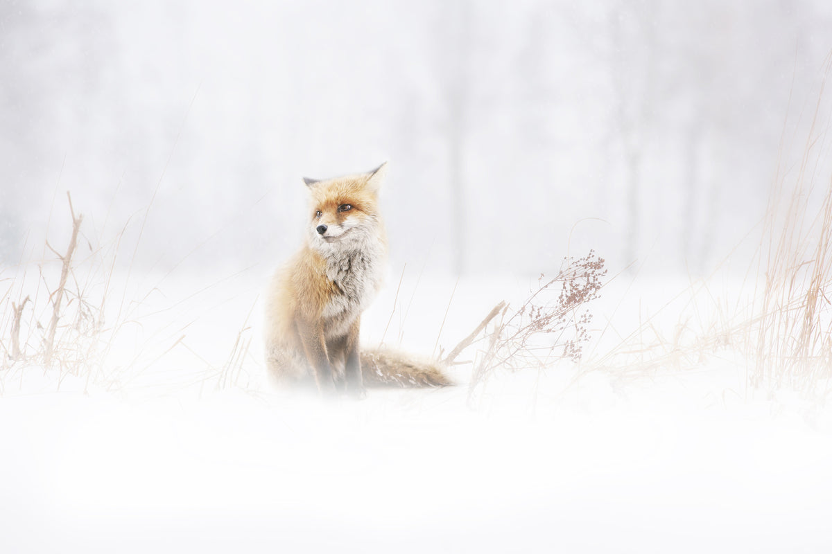 framedcanvas-print-waiting-xys