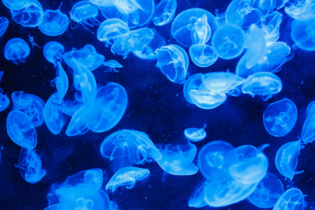 3-piece-aluminium-print-many-jellyfish-in-the-blue-water