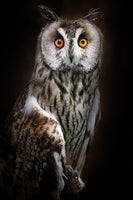 aluminium-print-longeared-owl-portrait-x