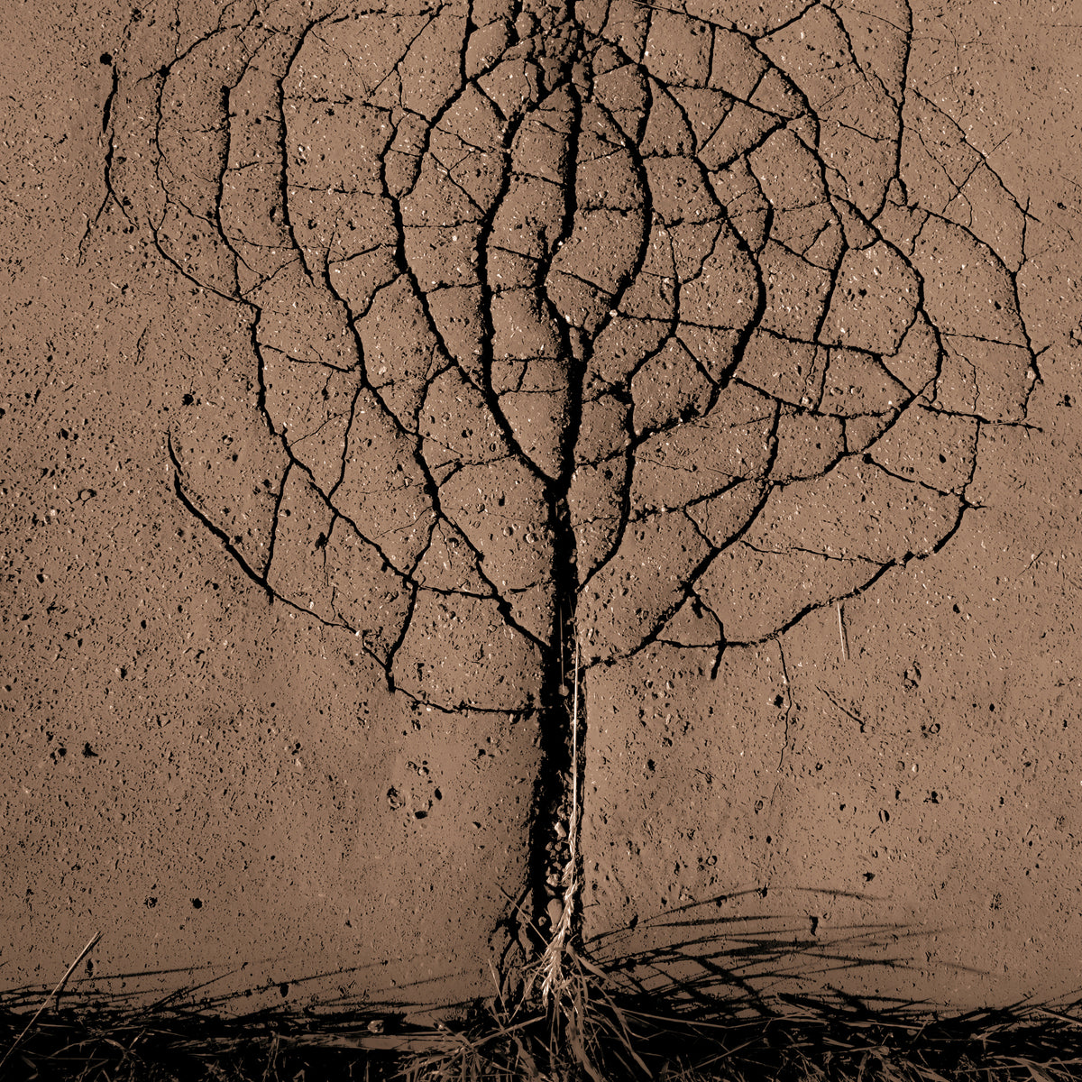 canvas-print-asphalt-tree