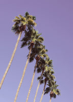 framedcanvas-print-las-vegas-palm-trees