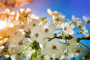 framedcanvas-print-the-apple-tree-blossom