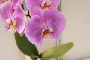 framedposter-print-orchids-with-purple-flowers-in-xl