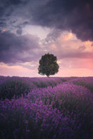 framedposter-print-lavender-fields-isparta