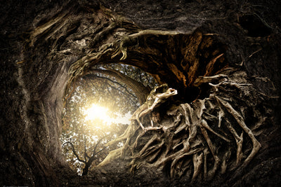 poster-print-under-the-trees