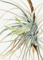 canvas-print-wild-pineapple-1921
