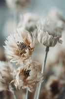 framedposter-print-whispering-petals-6