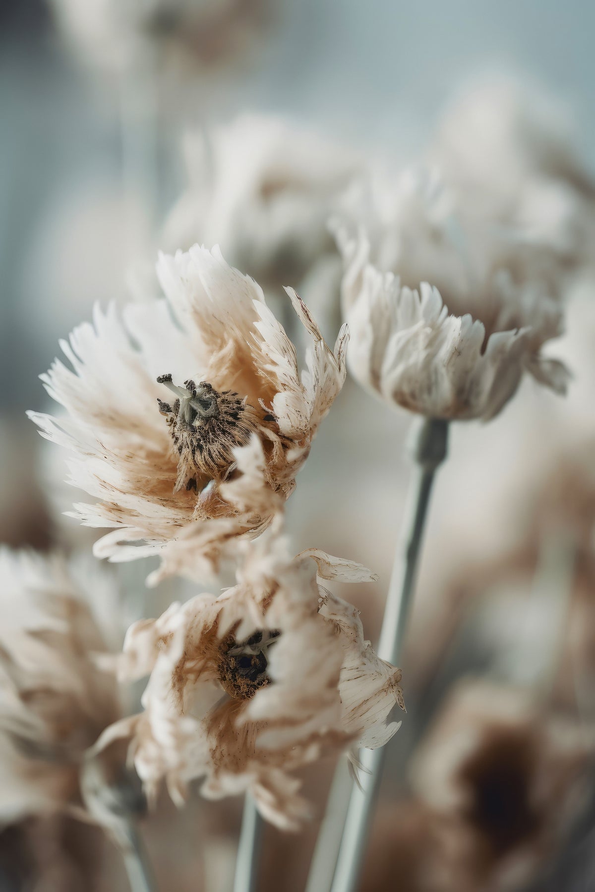 framedposter-print-whispering-petals-6