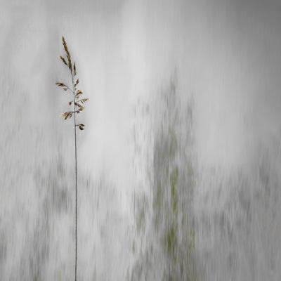 poster-print-blade-of-grass