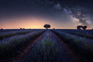 framedcanvas-print-lavender-fields-xxw