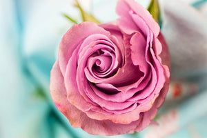 3-piece-aluminium-print-roseblossom-in-pink