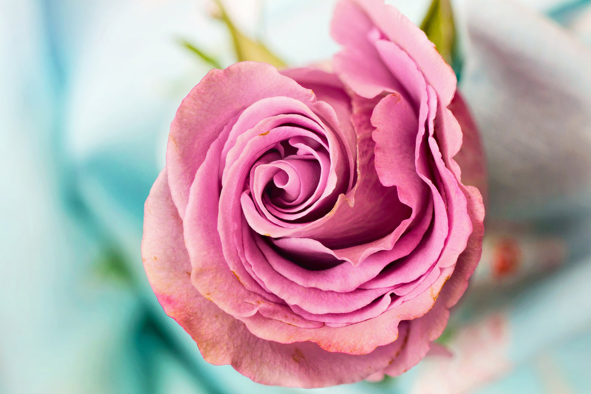 3-piece-aluminium-print-roseblossom-in-pink
