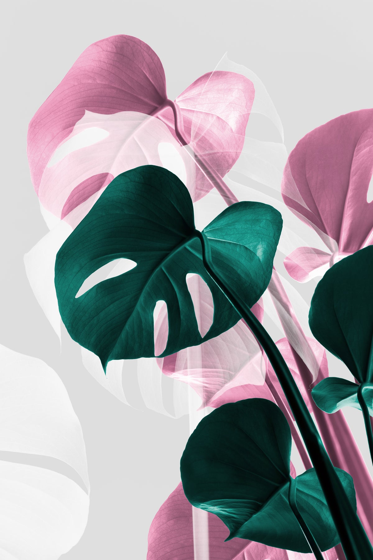 aluminium-print-monstera-creative-12