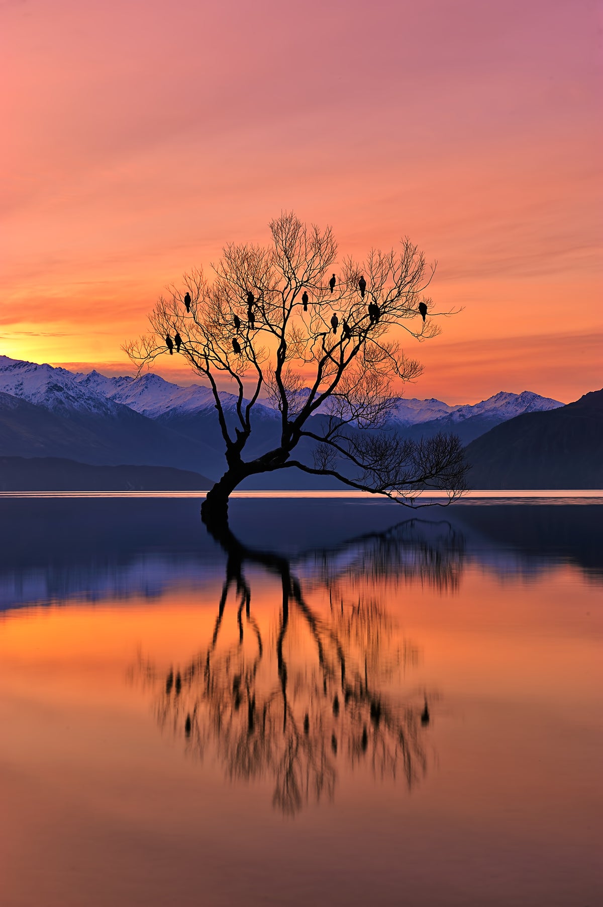 aluminium-print-lone-tree-is-not-lonely
