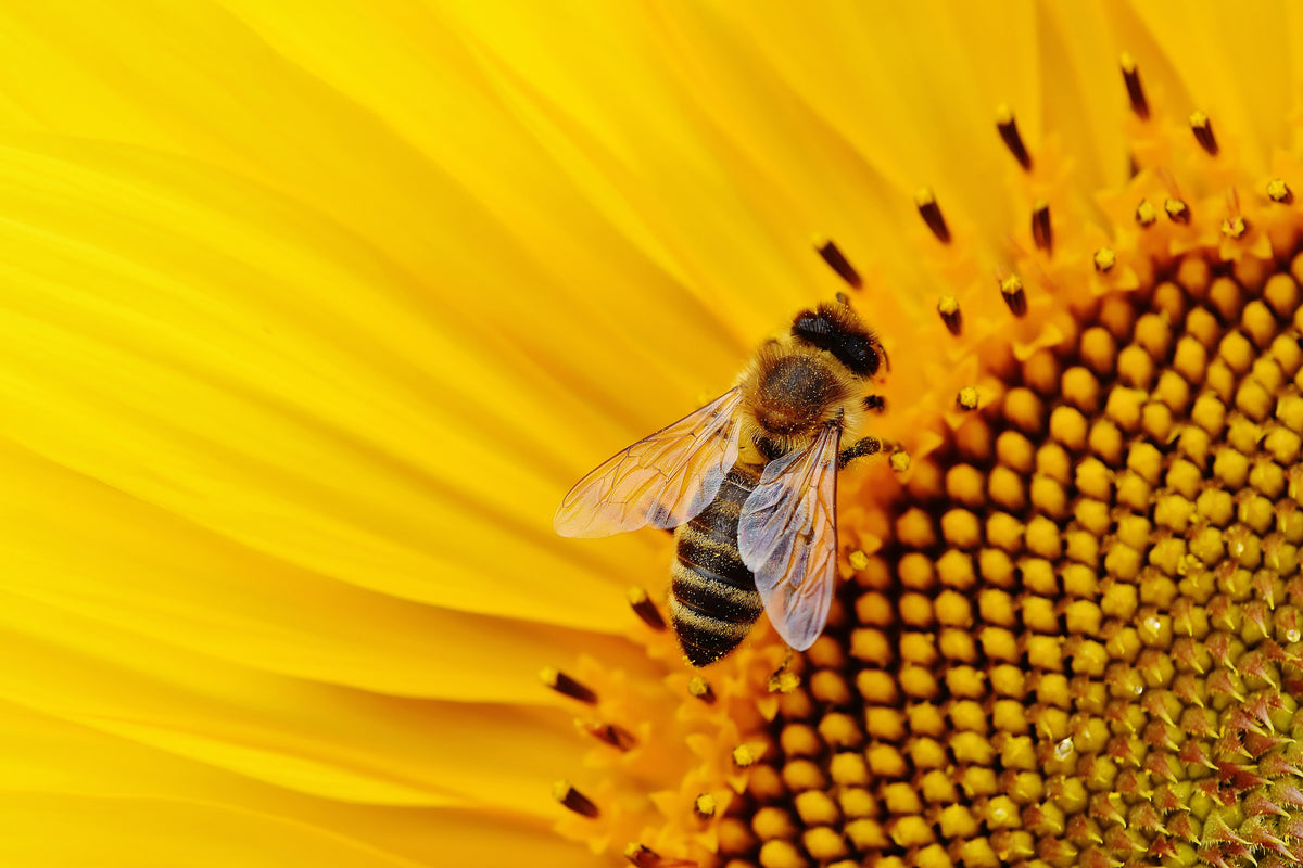 framedposter-print-bee-on-the-sunflower