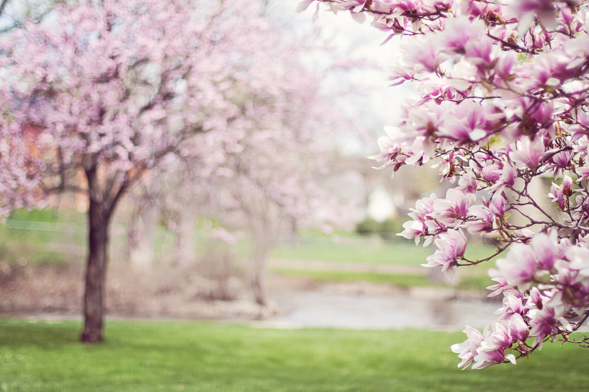 canvas-print-beautiful-magnolias