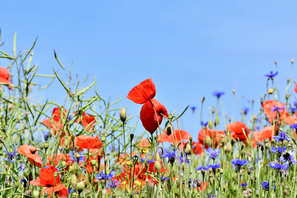 acrylic-print-the-poppy-in-the-flower-meadow