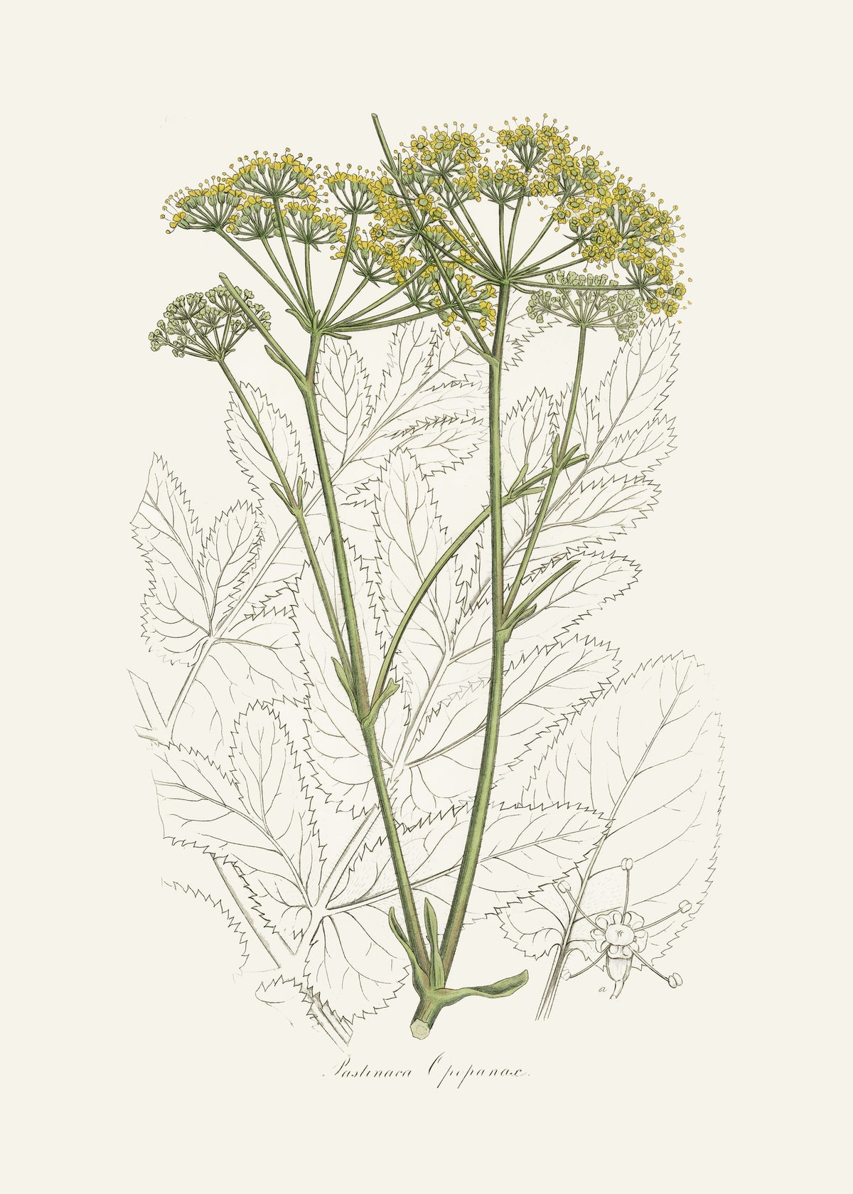 framedcanvas-print-opobalsam-pastinaca-opopanax-medical-botany