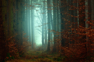 poster-print-mood-in-the-forest