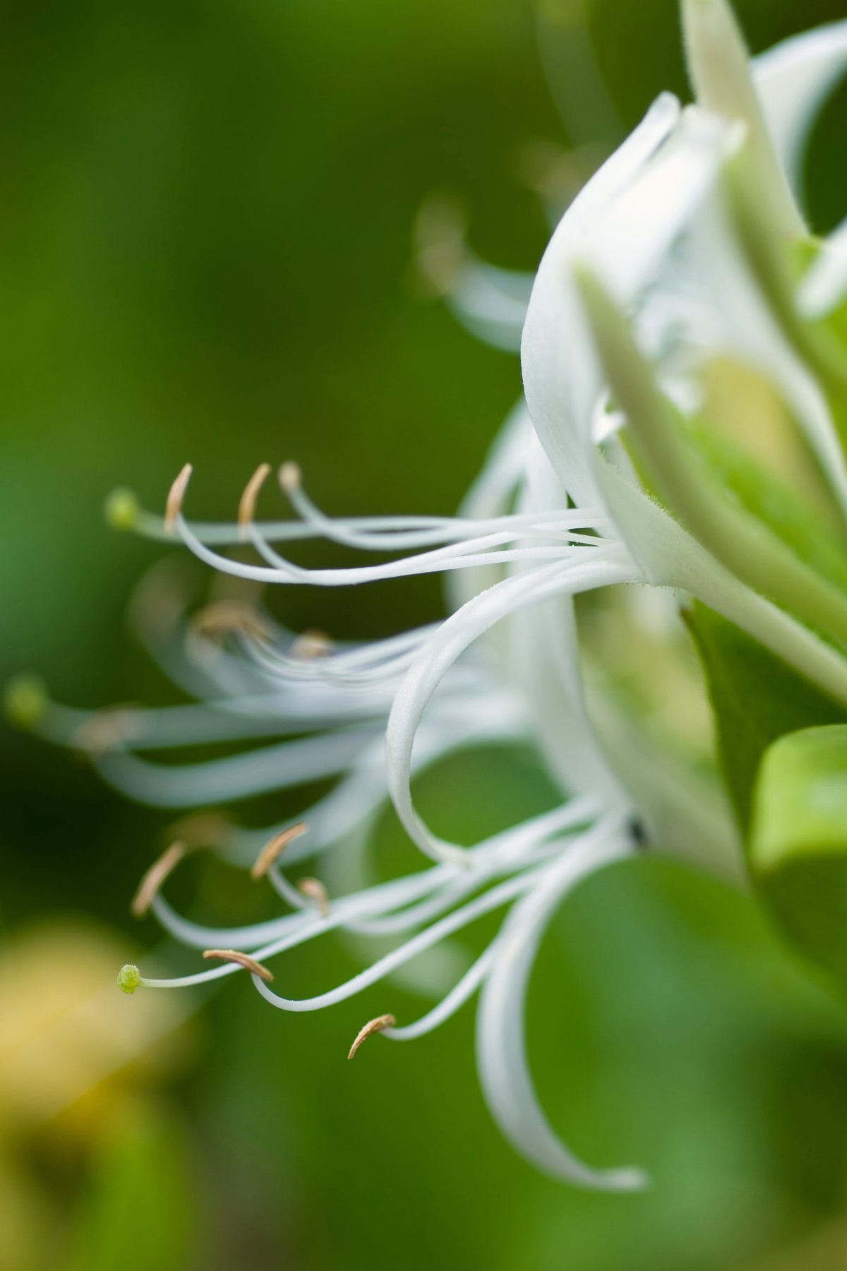 framedposter-print-macro-florescence
