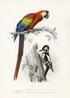 framedposter-print-birds-ii