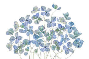 canvas-print-hydrangea-xmy