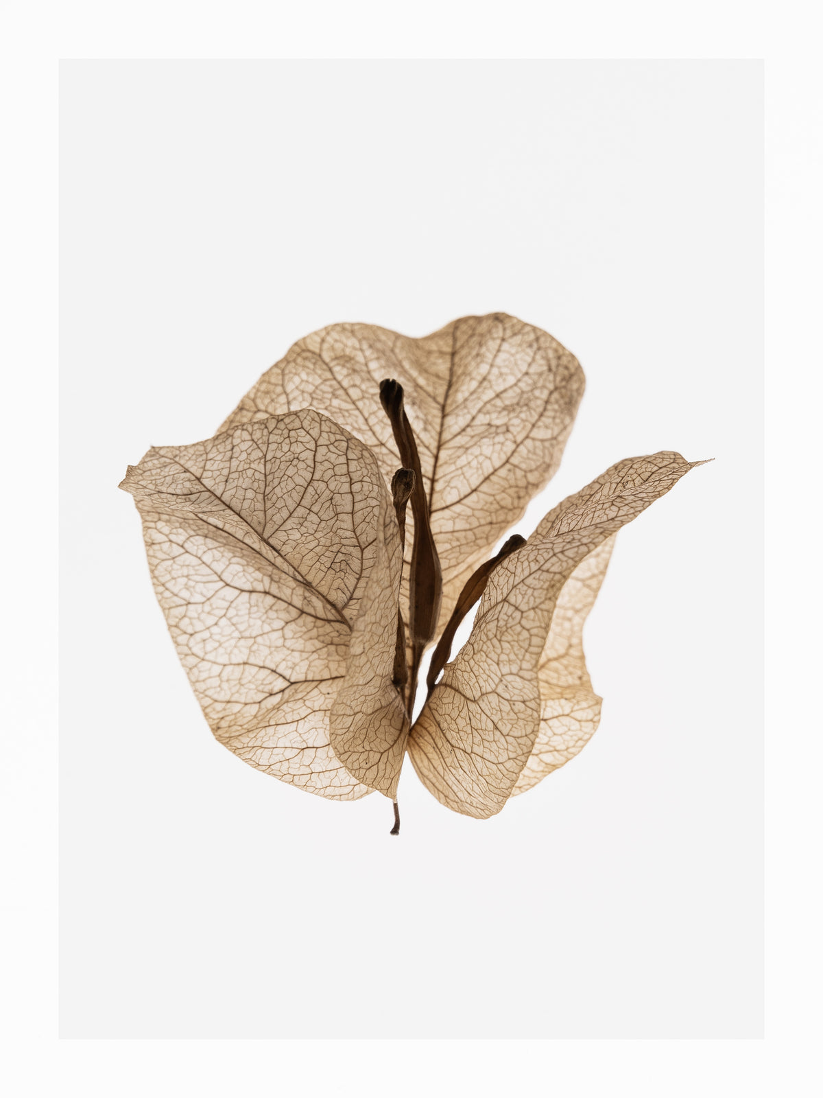 framedcanvas-print-gilded-pause