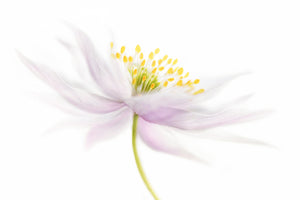 canvas-print-nemorosa-2