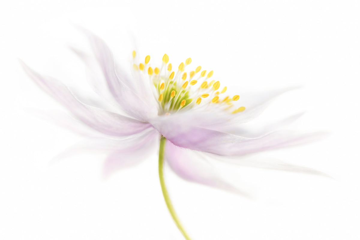 canvas-print-nemorosa-2