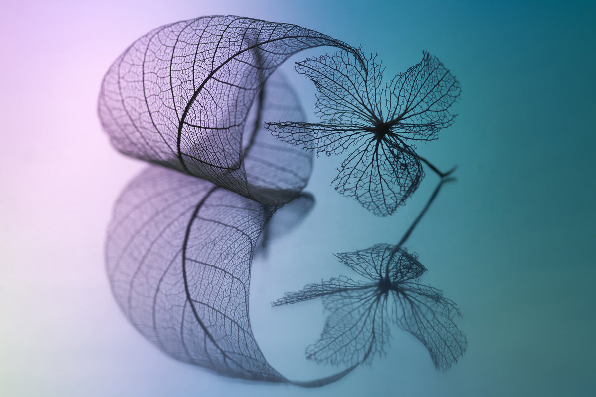 canvas-print-story-of-leaf-and-flower