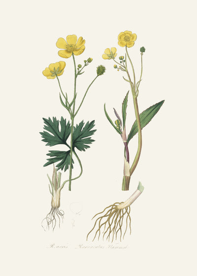 poster-print-lesser-spearwort-ranunculus-flammula-medical-botany