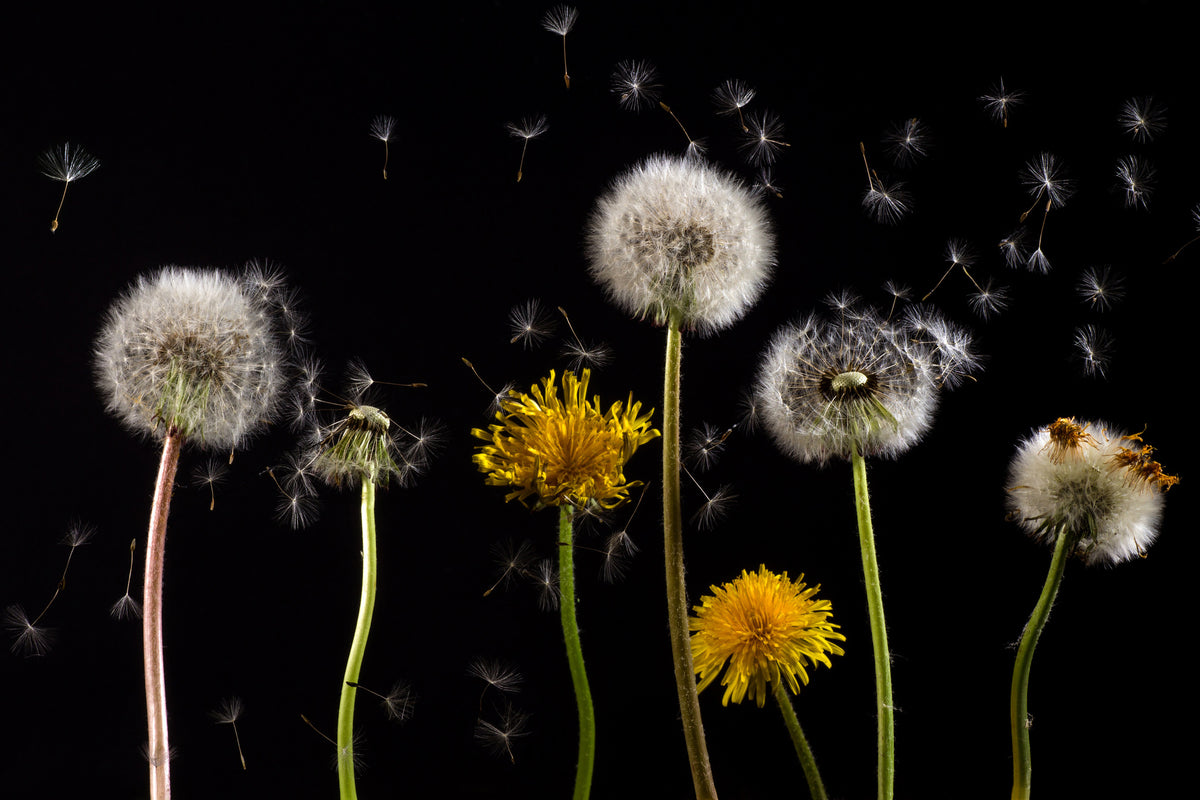 acrylic-print-the-phases-of-dandelion