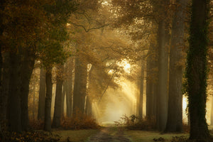 framedcanvas-print-forever-forest-x