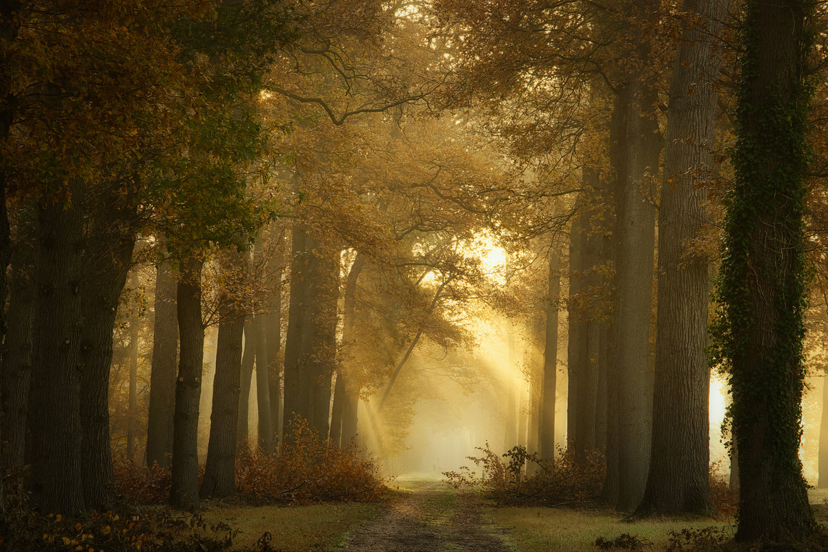 framedcanvas-print-forever-forest-x