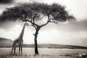 framedposter-print-under-the-african-sun