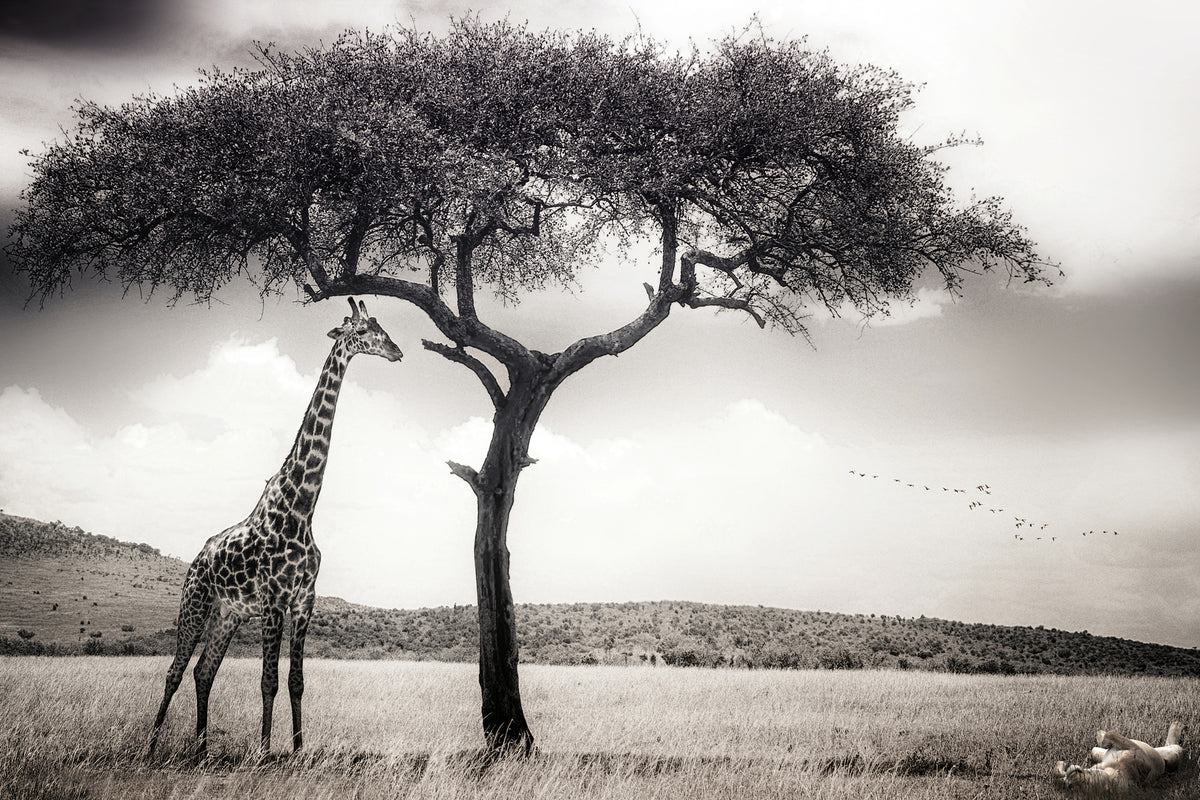 framedposter-print-under-the-african-sun
