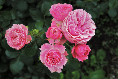 poster-print-the-wild-roses-in-pink